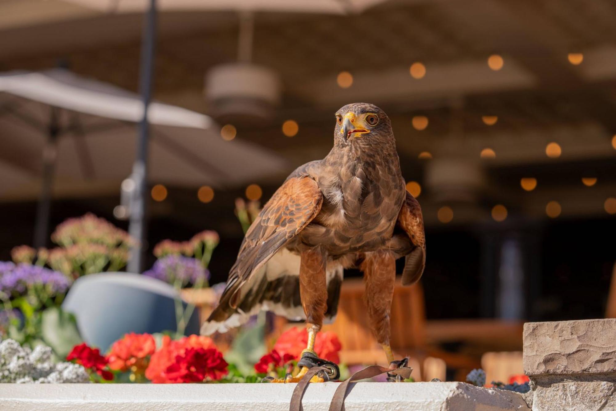 The Phoenician, A Luxury Collection Resort, Scottsdale Luaran gambar